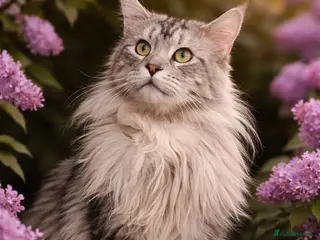 Maine Coon cats Stud duties - Advert 17