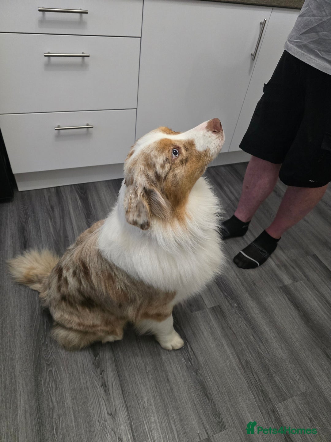 Australian Shepherd dogs for sale: Waiting list open for around **  - Advert 7