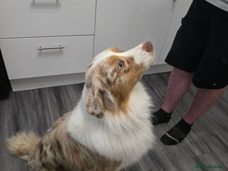 Australian Shepherd dogs Waiting list open for around ** - Advert 2