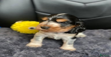 Cocker Spaniel dogs - Advert 8