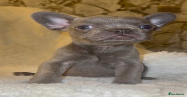 French Bulldog dogs - Advert 8
