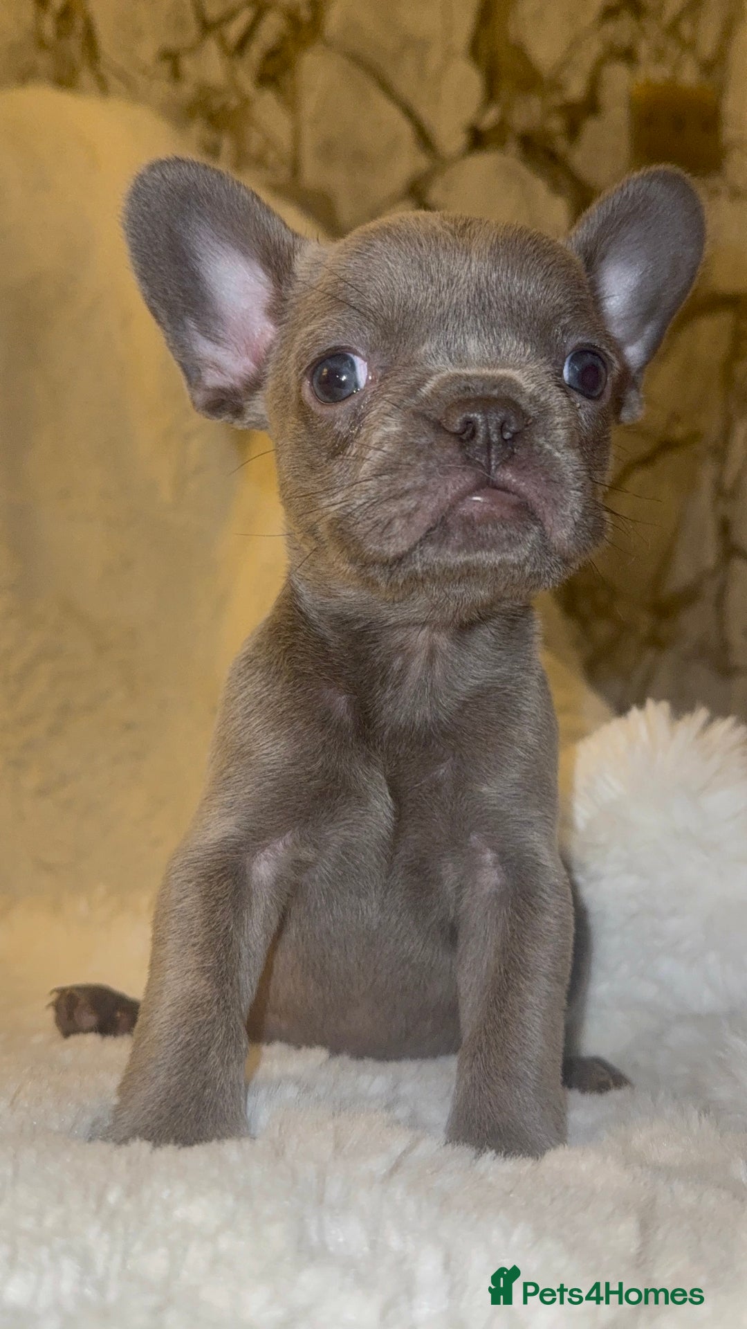French Bulldog dogs for sale: Lilac blue eyed litter of 6. DWKC registered  - Image 2