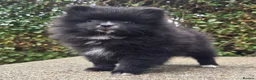 Pomeranian dogs for sale: Sold sold BABY BOY POMERANIAN. - Advert 8