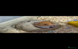 Hamster rodents for sale: Re-homing my hamster pumpkin  - Image 4