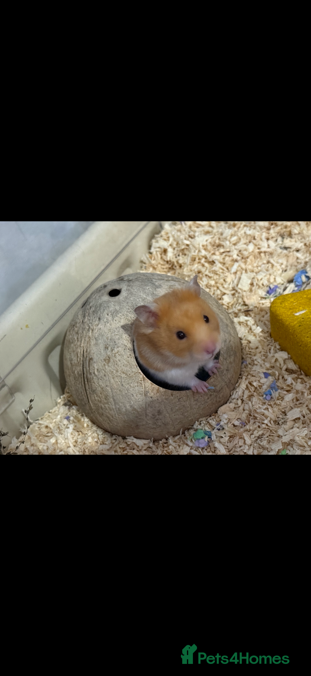 Hamster rodents for sale: Re-homing my hamster pumpkin  - Image 4