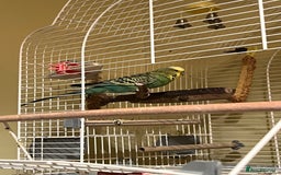 Budgerigars birds for sale: Budgie  - Advert 2