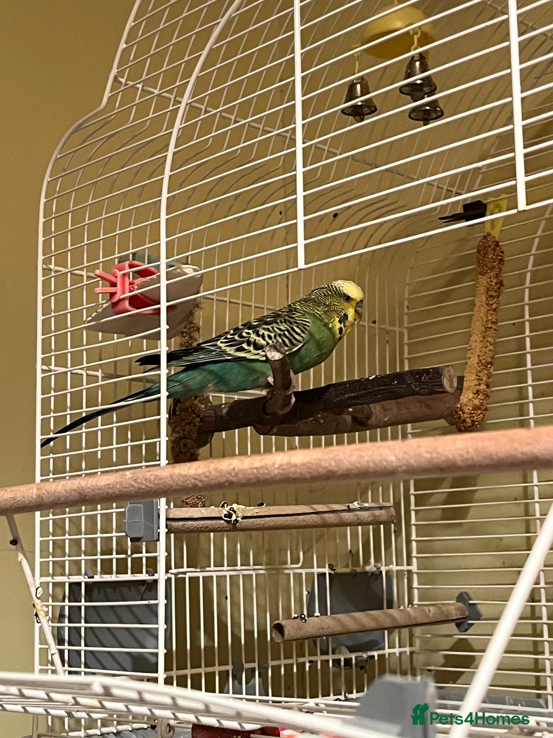 Budgerigars birds for sale: Budgie  - Advert 2