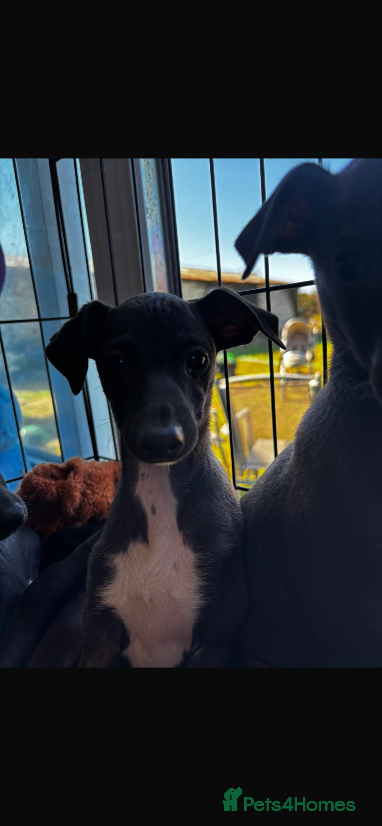 Italian Greyhound dogs 💙Three Stunning Boys💙 - Advert 2