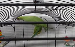 Ringnecks birds for sale: Ringneck with cage - Image 3