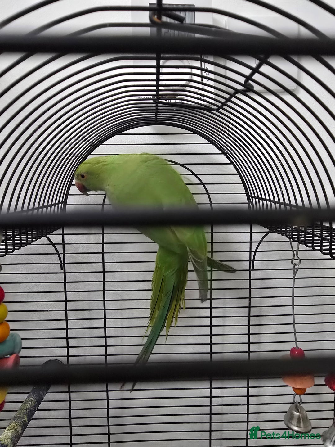Ringnecks birds for sale: Ringneck with cage - Image 3
