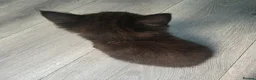 Mixed Breed cats for sale: 2 beautiful kittens - Advert 8