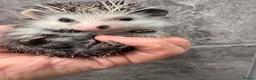 Pygmy Hedgehog rodents for sale: Baby hoglets ready now! Very friendly  - Advert 14