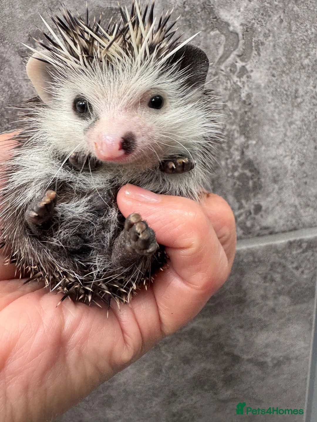 Pygmy Hedgehog rodents for sale: Baby hoglets ready now! Very friendly  - Advert 14