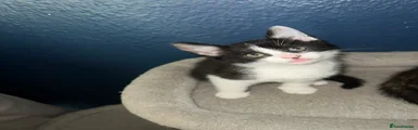 Domestic Shorthair Kitten 5