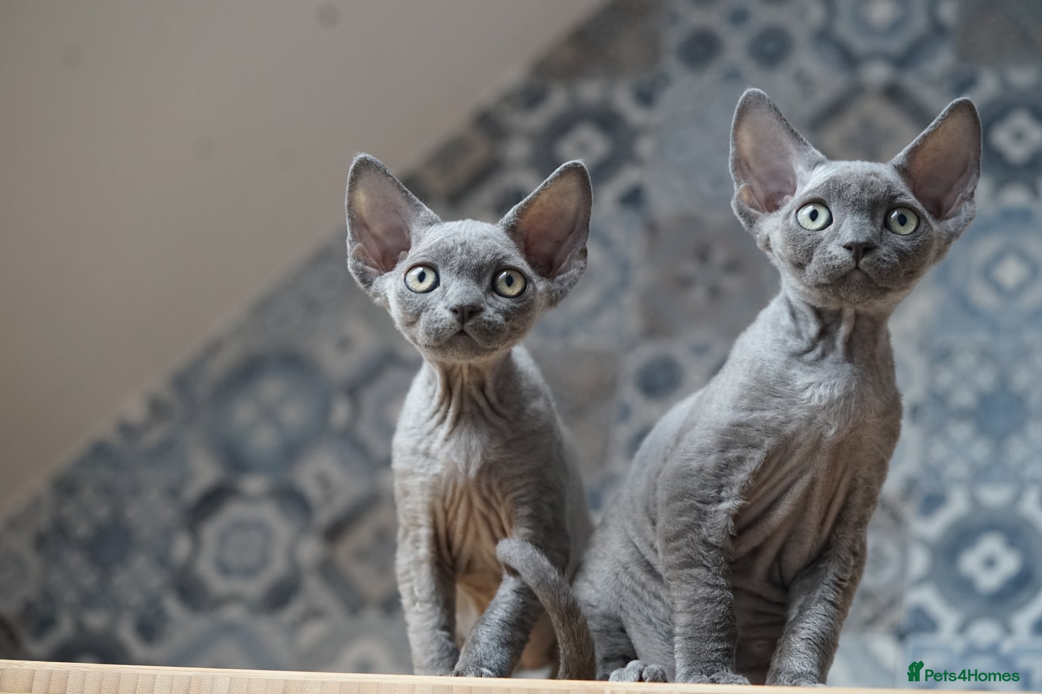 Devon Rex cats 💙  Blue male Kitten Available 💙 - Advert 18