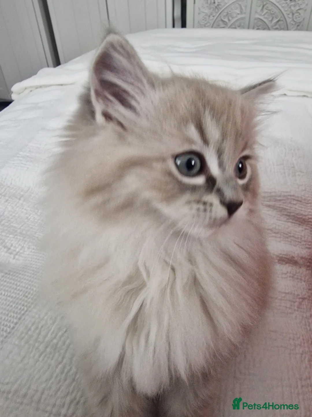 Ragdoll cats for sale: Mink ragdoll babies  - Advert 3