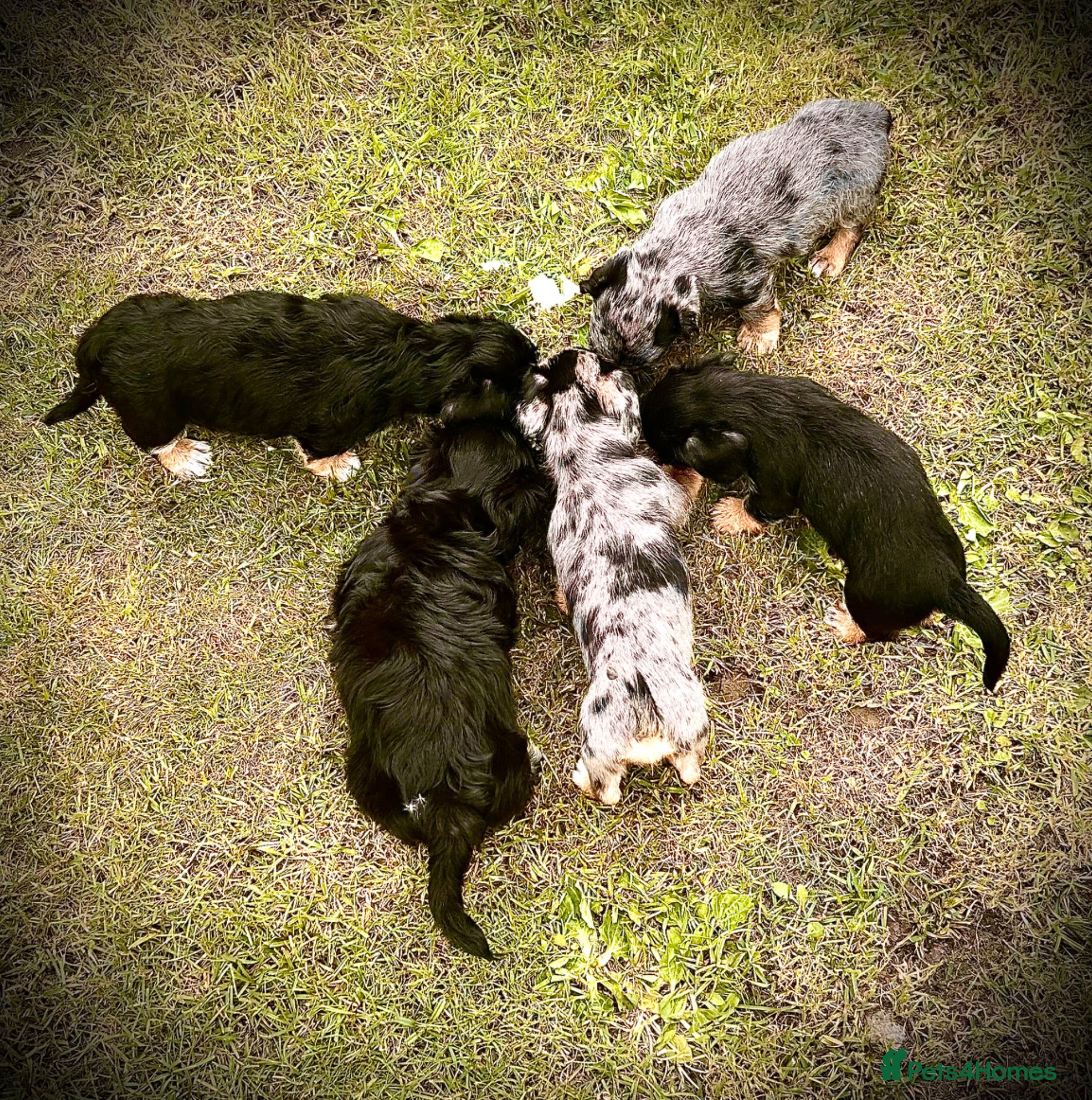 Mixed Breed dogs 5 beautiful Mauxie for sale  - Advert 2