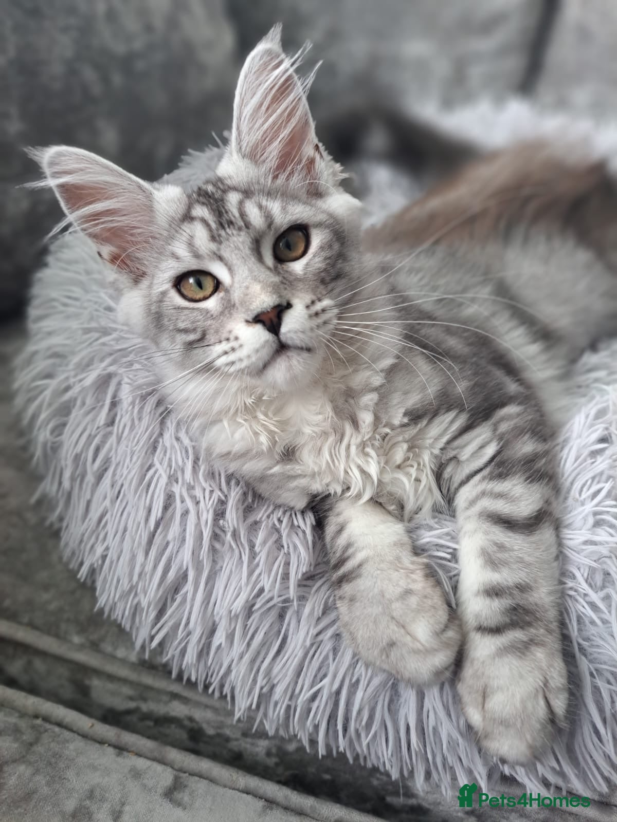 Maine Coon cats XXL Maine Coons Kittens Champion Sired  - Advert 3