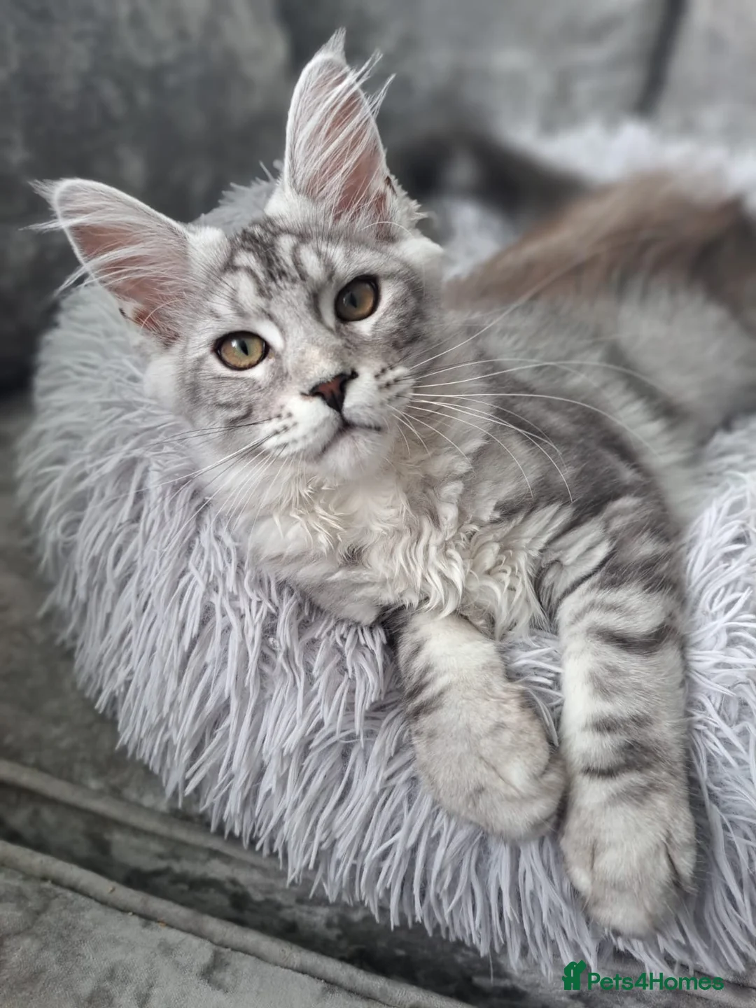 Maine Coon cats for sale: XXL Maine Coons Kittens Champion Sired  - Advert 2