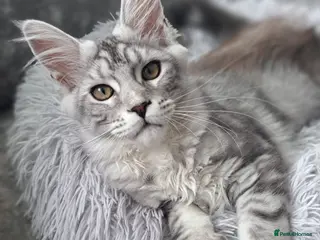 Maine Coon cats XXL Maine Coons Kittens Champion Sired - Advert 3