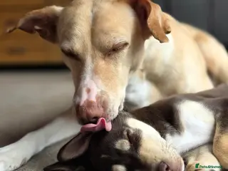 Mixed Breed dogs EUROHOUND / SIBERIAN HUSKY HYBRID PUPPIES - Advert 4