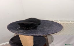 Domestic Shorthair cats for sale:  Beautiful Kittens Looking for Loving Homes - Image 4
