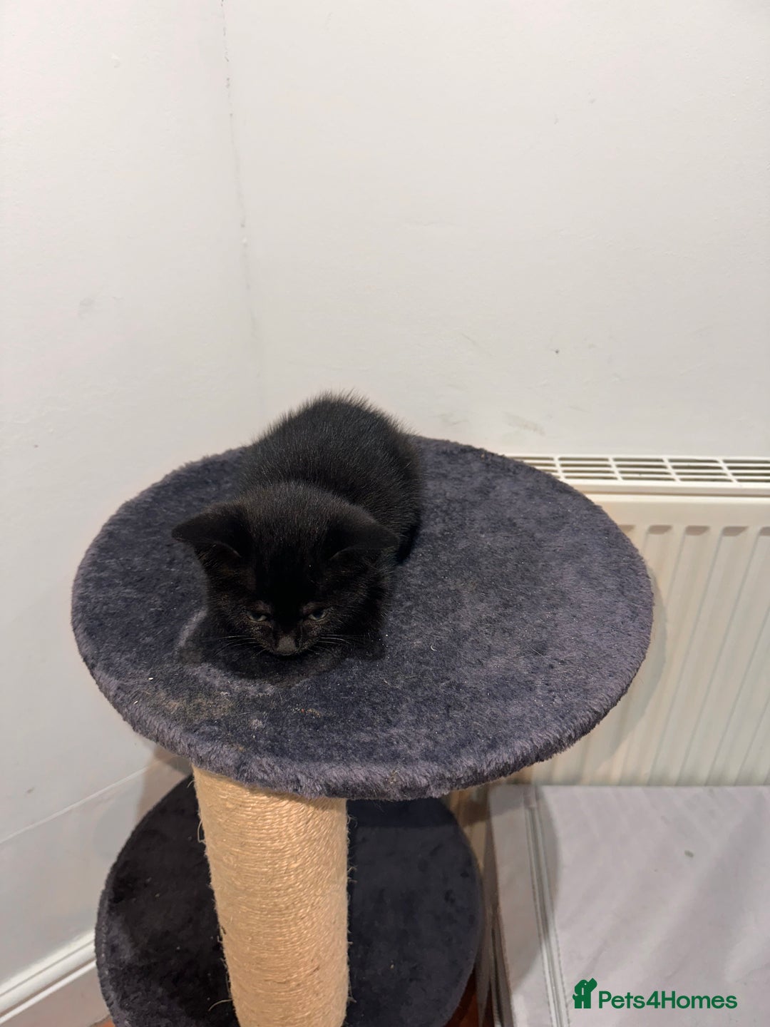 Domestic Shorthair cats for sale:  Beautiful Kittens Looking for Loving Homes - Image 4
