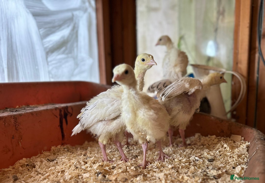 Turkeys poultry for sale: Sweet grass turkey poults - Image 5