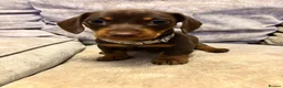 Miniature Dachshund dogs for sale: Beautiful Miniature Dachshund - Advert 4
