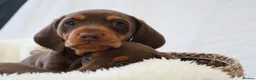Miniature Dachshund dogs for sale: KC Health Tested Miniature Dachshunds - Licensed - Advert 6