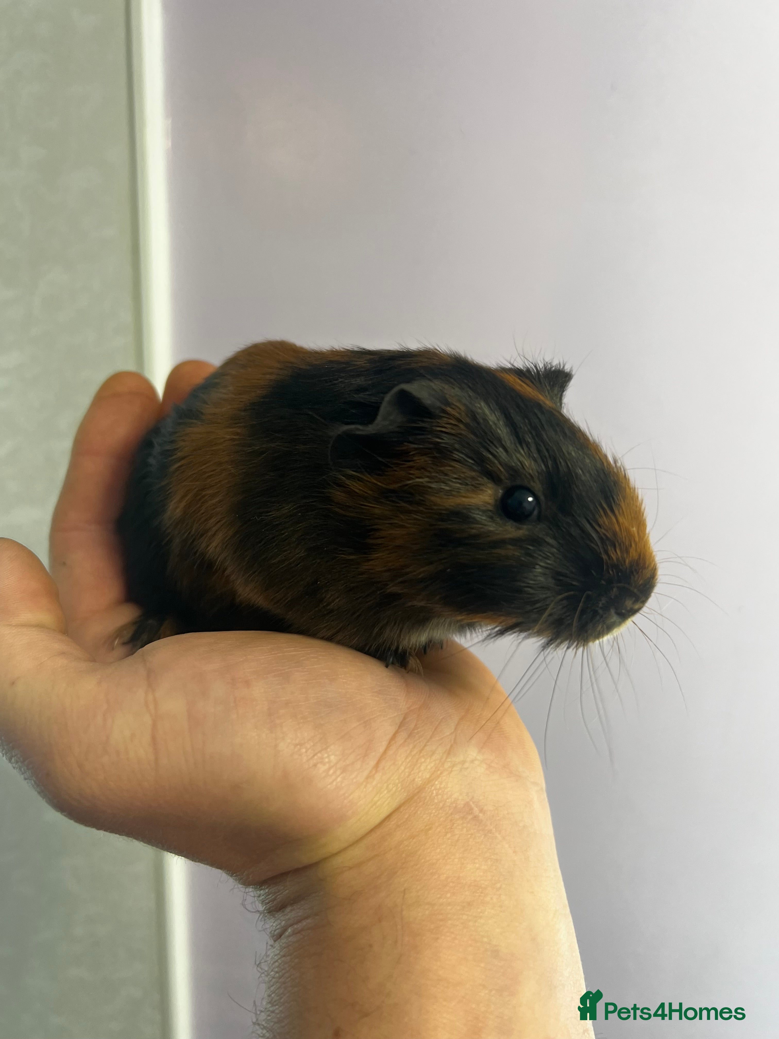 Guinea Pig rodents Female guinea pig - Advert 1
