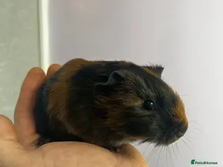 Guinea Pig rodents Female guinea pig - Advert 1