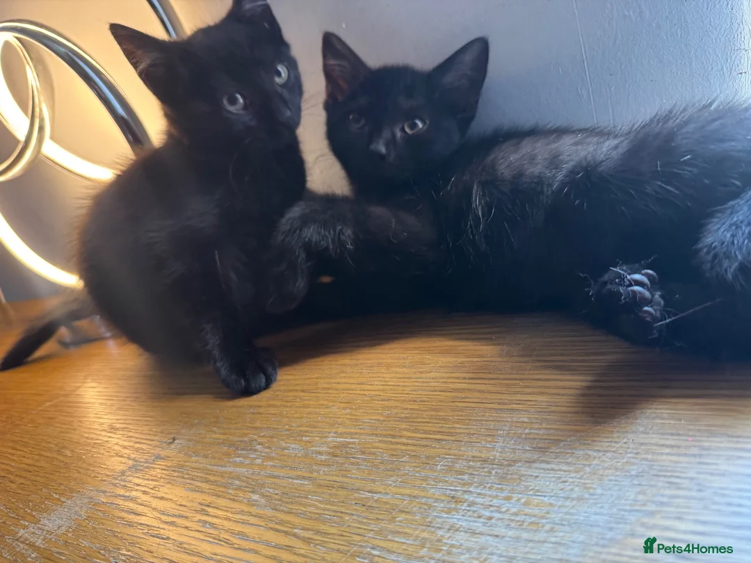 Mixed Breed cats for sale: BSH X Tabby adorable kittens - Advert 2