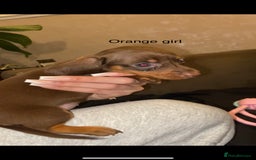 Miniature Dachshund dogs for sale: 🌻Miniature dachshund puppies 🌻 - Image 9