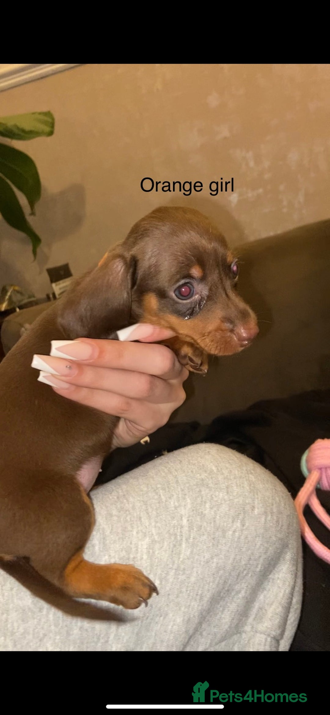 Miniature Dachshund dogs for sale: 🌻Miniature dachshund puppies 🌻 - Image 9