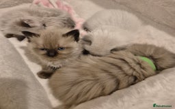 Ragdoll cats for sale: Beautiful ragdoll kittens  - Image 13