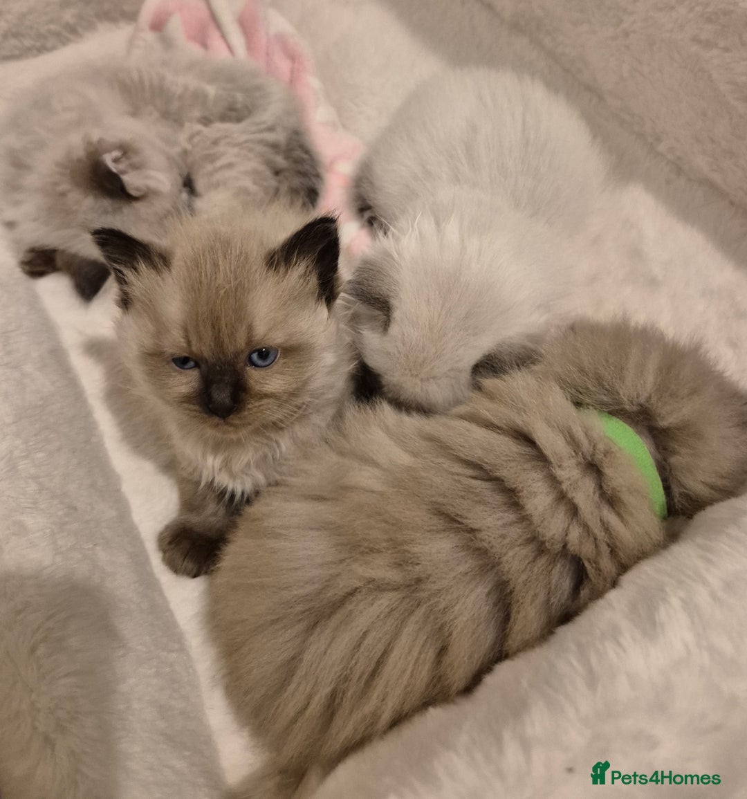 Ragdoll cats for sale: Beautiful ragdoll kittens  - Image 13