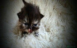 Persian cats for sale: Beautiful and Rare Purebred Persian Kittens - Image 6