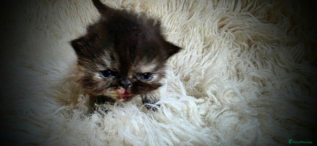 Persian cats for sale: Beautiful and Rare Purebred Persian Kittens - Image 6