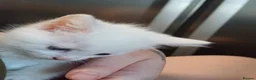 Mixed Breed cats for sale: White kittens  in Ipswich - Advert 10
