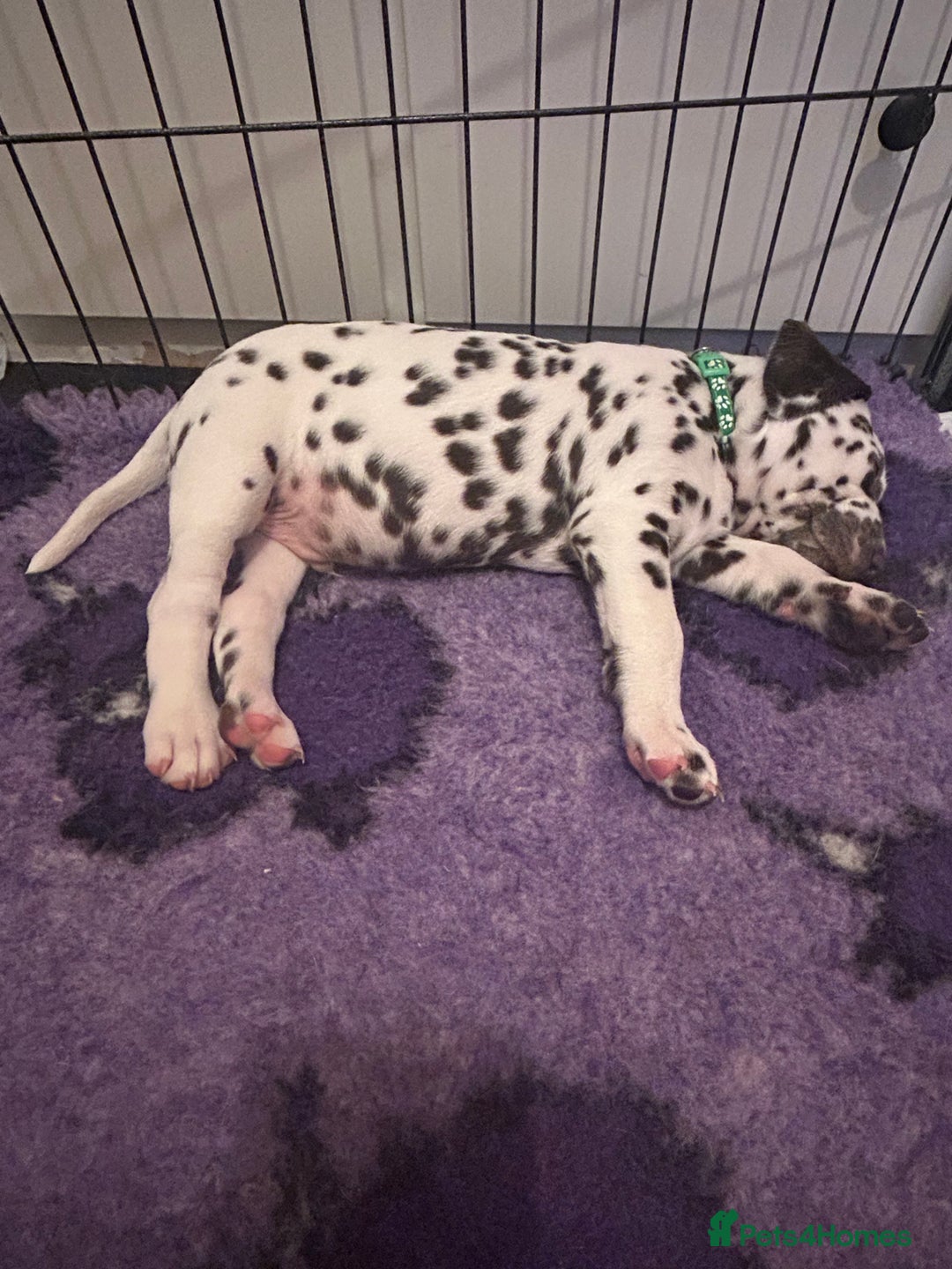 Dalmatian dogs for sale: This is an all liver litter of Dalmatian puppies - Advert 7