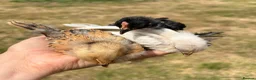 Chickens poultry for sale: Sablepoot 'Booted Bantam' Trio  - Advert 4