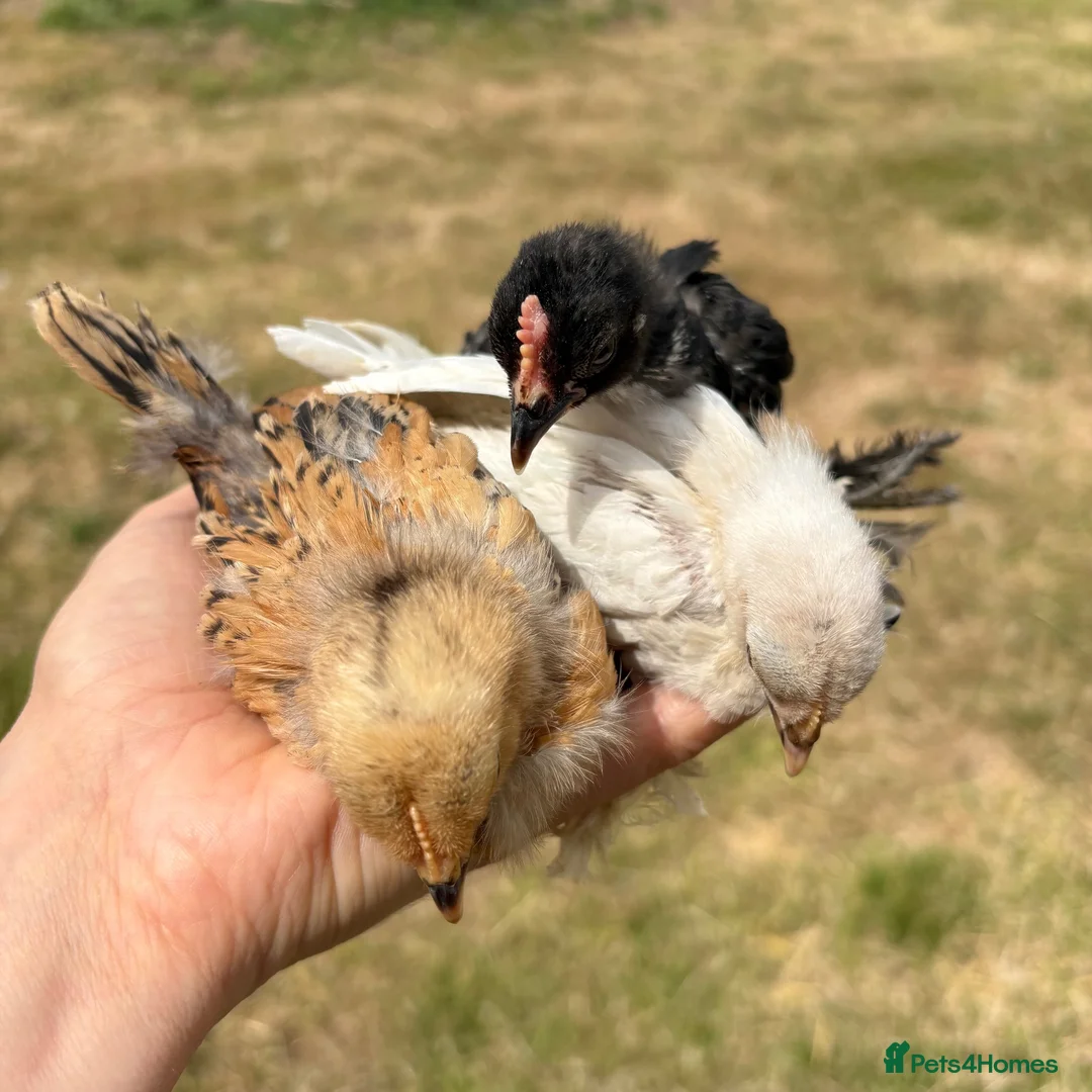 Chickens poultry for sale: Sablepoot 'Booted Bantam' Trio  - Advert 4