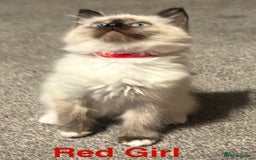 Ragdoll cats for sale: Ragdolls kittens- - Advert 19