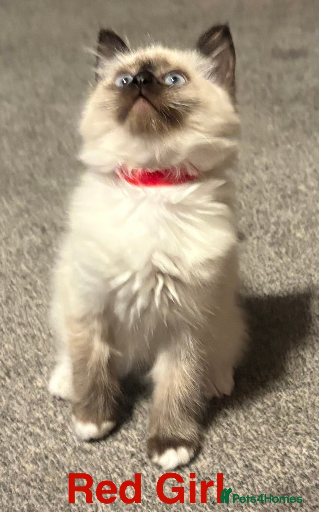 Ragdoll cats for sale: Ragdolls kittens- - Advert 19