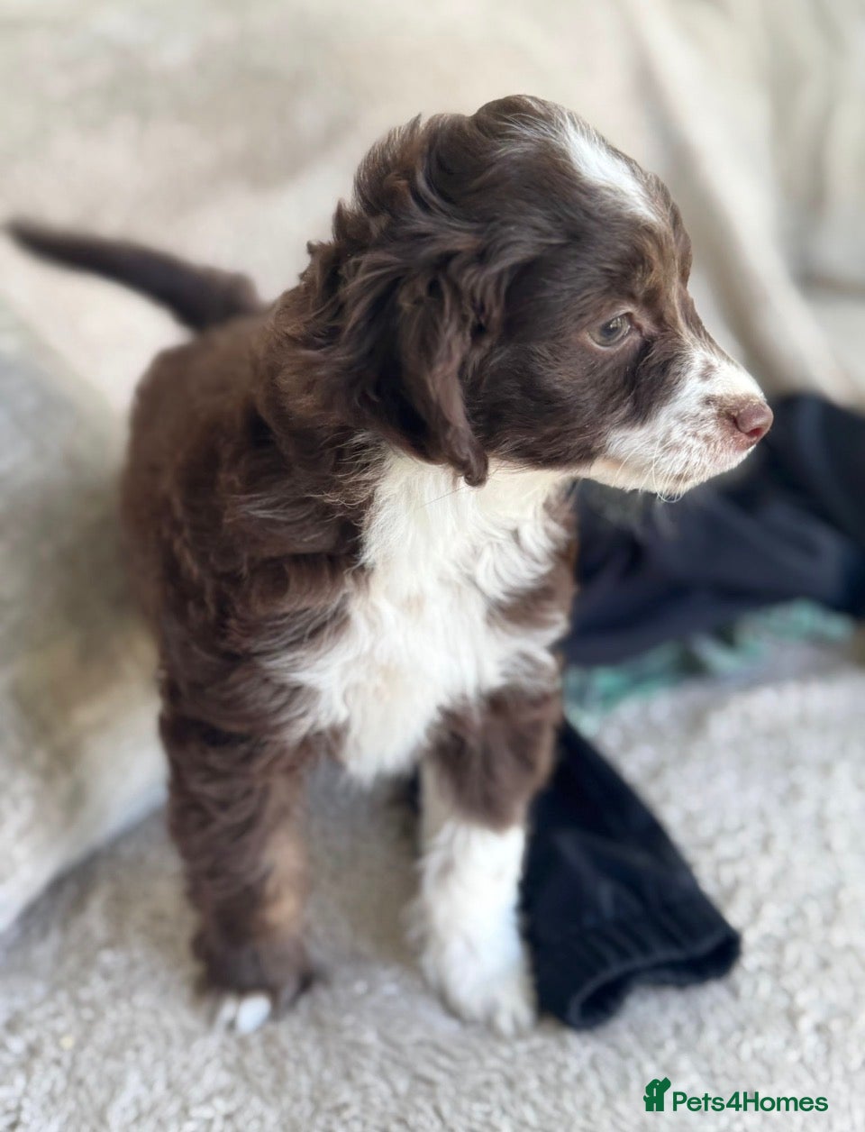 Aussiedoodle dogs Toy Aussiedoodles ✨ 🐾 - Advert 1