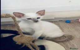 Siamese cats for sale:  Lilac point boy  - Image 6