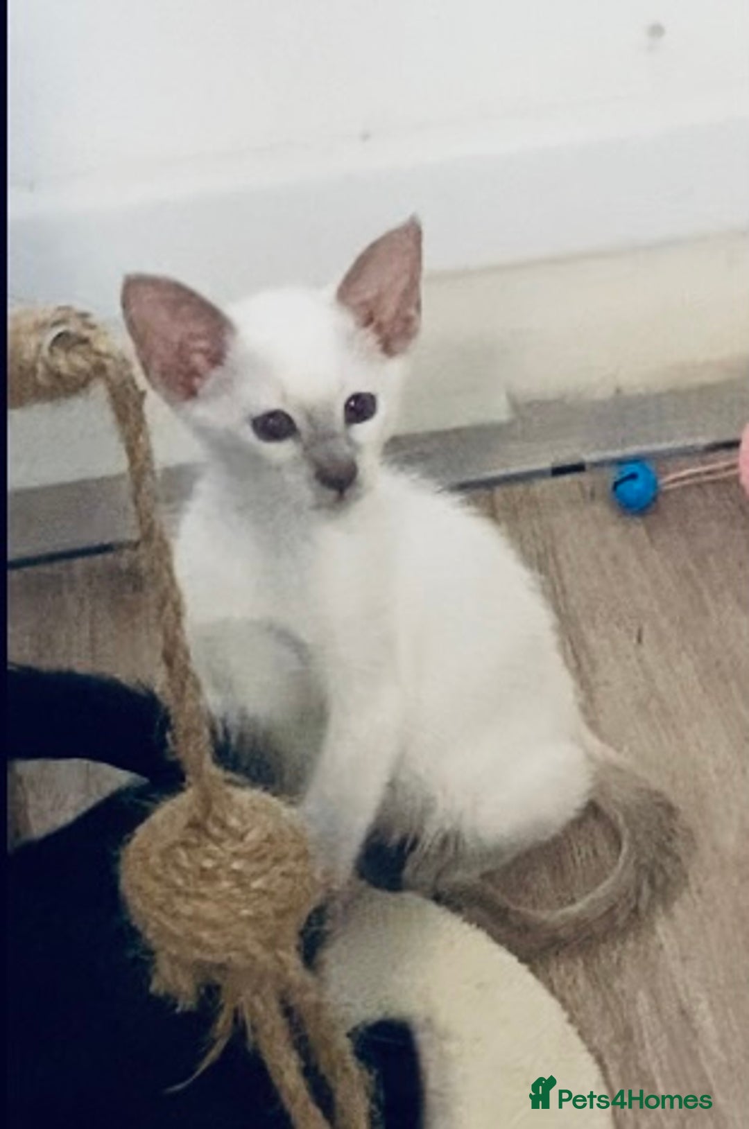 Siamese cats for sale:  Lilac point boy  - Image 6