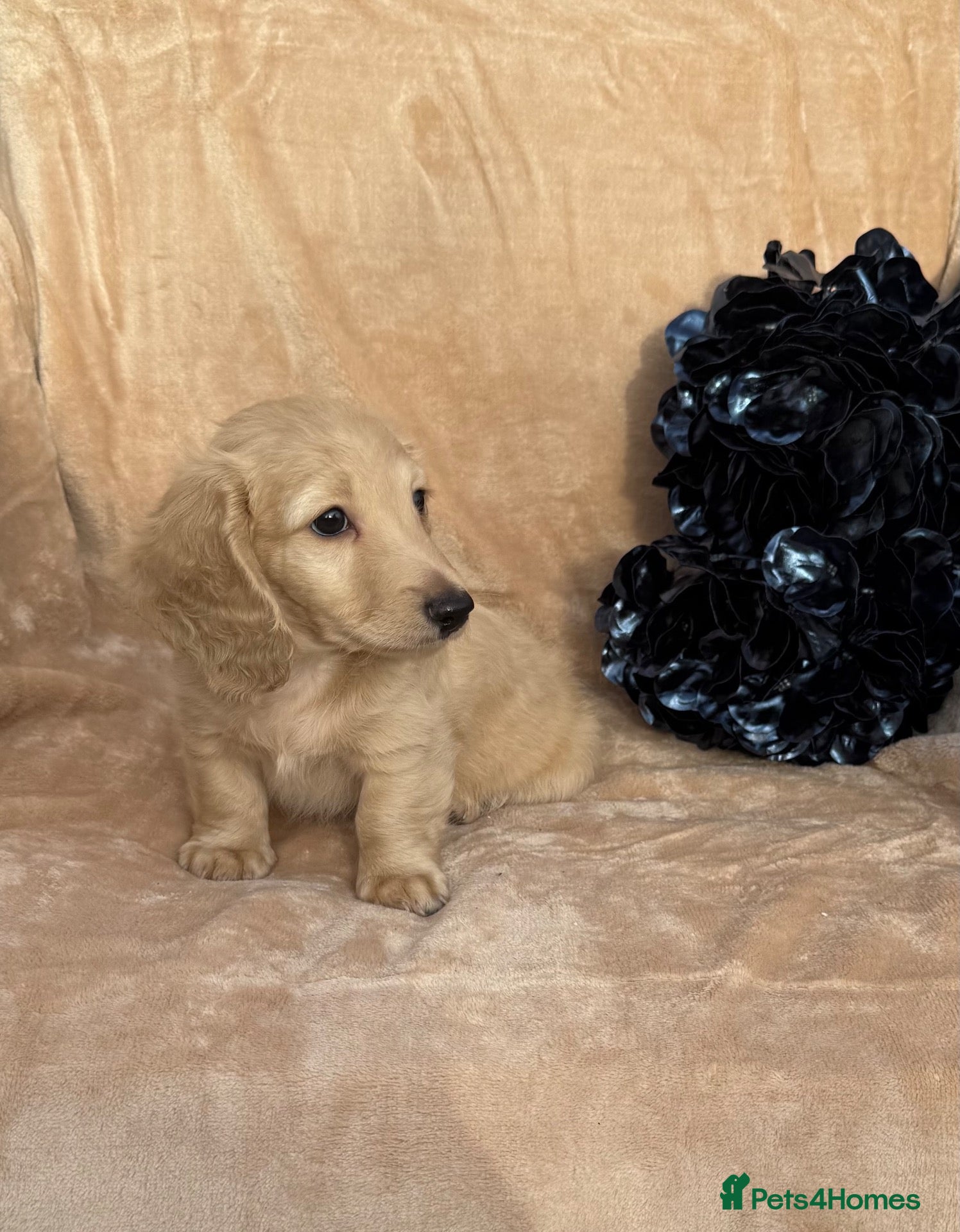Miniature Dachshund dogs Last cream,white gorgeous boy available KC reg .  - Advert 2