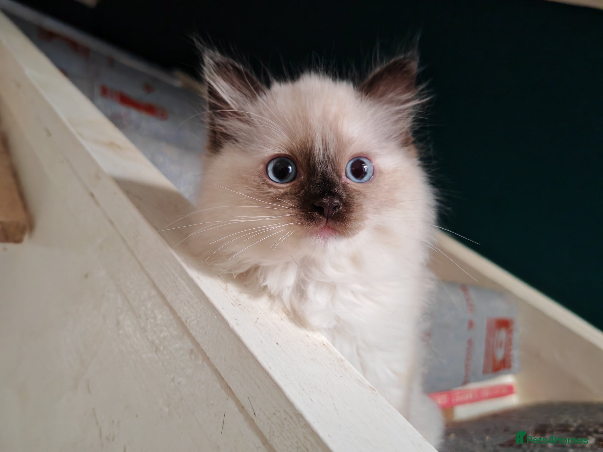 Ragdoll cats Ragdoll kitten ready to go! - Advert 2